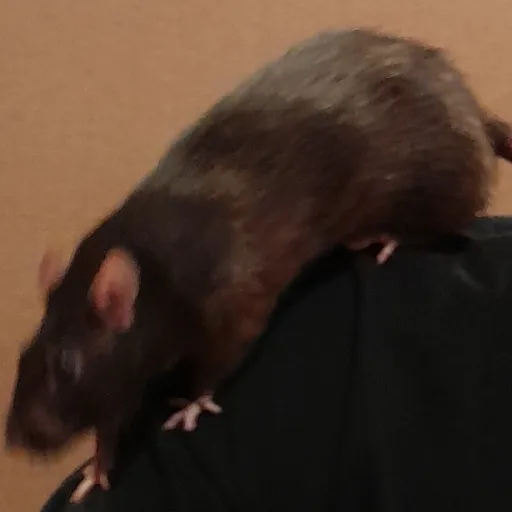 creator Iloverat(don'tjudg's avatar