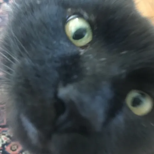 creator S u m e r's avatar