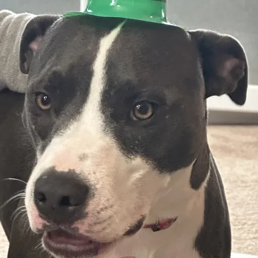 talkie's author avatar