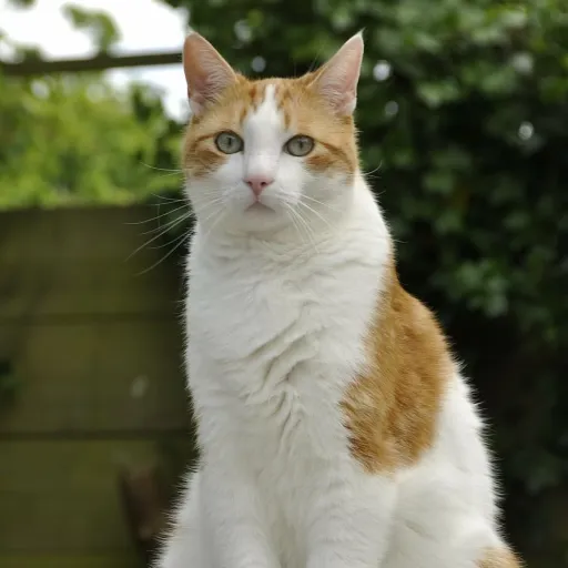 creator fan of Eddsworld..'s avatar