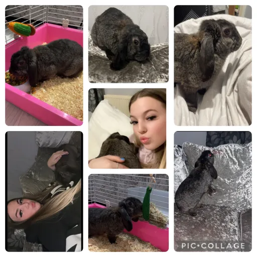 creator Harry Potter 4ever's avatar