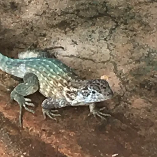 creator Boba lover!'s avatar