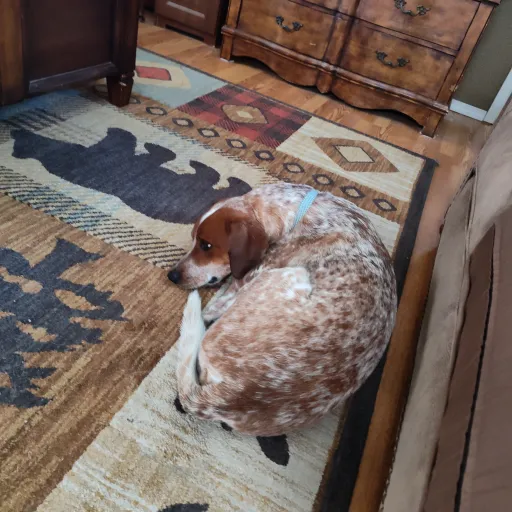 creator BellaAnn05102006#*'s avatar