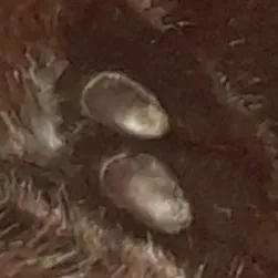 creator cryingchilduwu's avatar