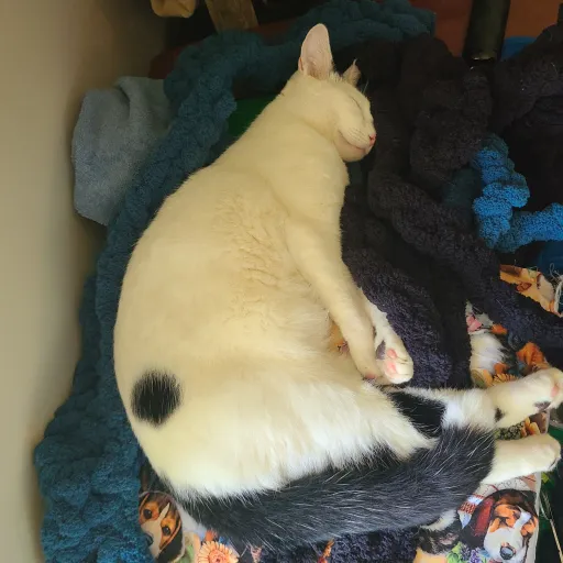 creator Sigmarizzlergurly's avatar