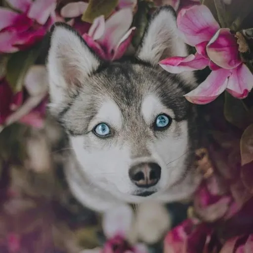 creator Lumirei's avatar