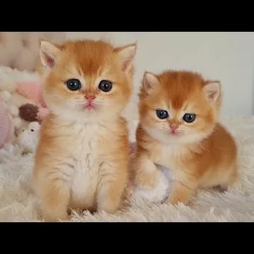 creator kittyfan❤'s avatar