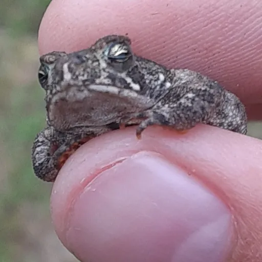 creator Ilovemha/:)'s avatar