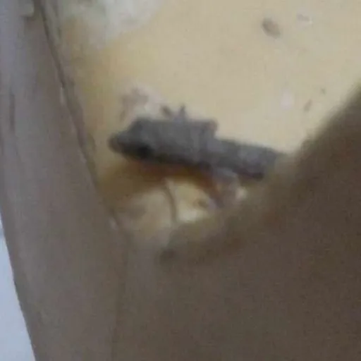 creator lizardy's avatar