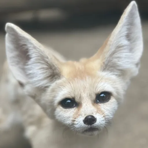 creator Alice_therian's avatar