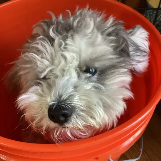 creator My_dog_Is-Sm0key<3's avatar