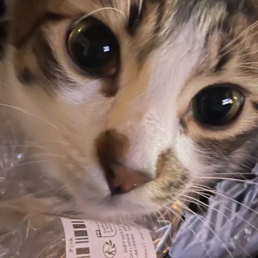 creator isbellaok's avatar