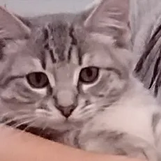 creator sasahlove809's avatar