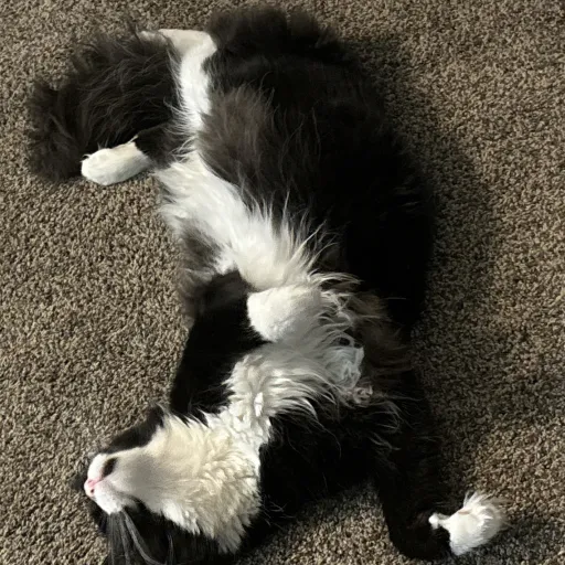 creator Shadow_lock's avatar