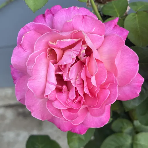 creator King_01's avatar