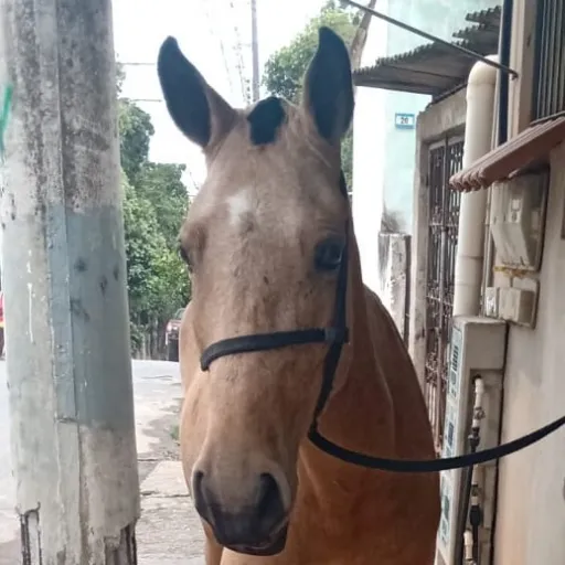 creator JarioCalario's avatar