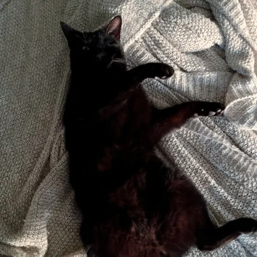 creator Sleepy_The_Hobbit's avatar