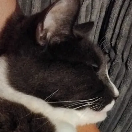 creator ducklover2015's avatar