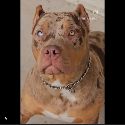 creator Merles are my fav♡'s avatar