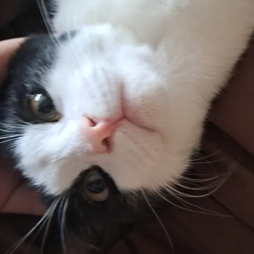 creator ᥱᥣᥣᥲᑲᥱᥣᥣ's avatar