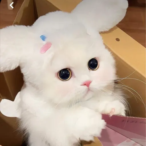 creator 💕talkie love💕's avatar