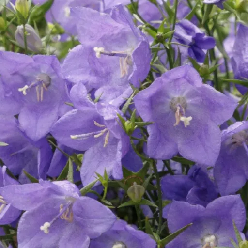 creator Ash May Ray's avatar