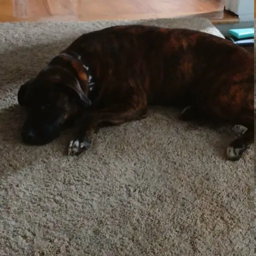 creator •~☆♡☆Love☆♡☆~•'s avatar