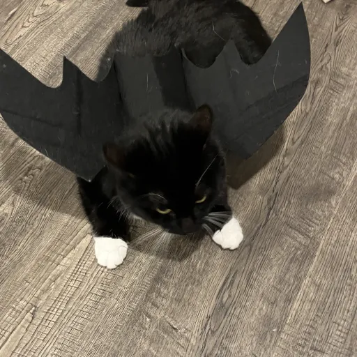 creator ~$IDontPayTaxes$~'s avatar