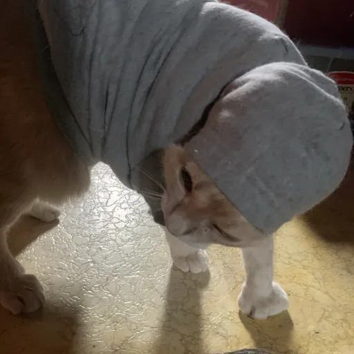 creator willow❤️rock's avatar