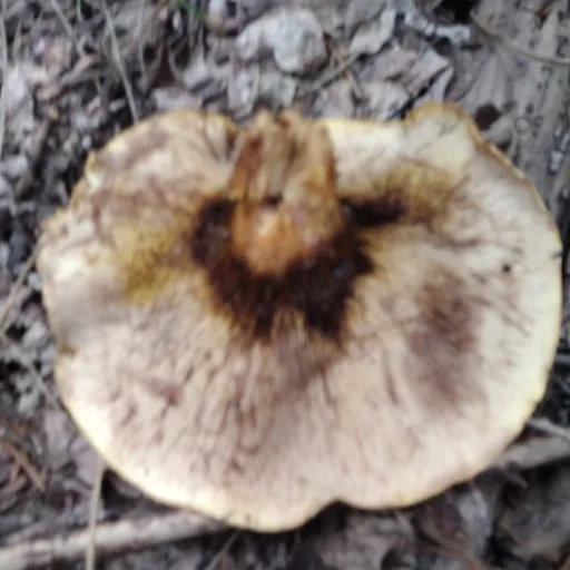 creator Talkior-ZIXiKSCG's avatar