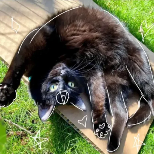 creator Sun light's avatar