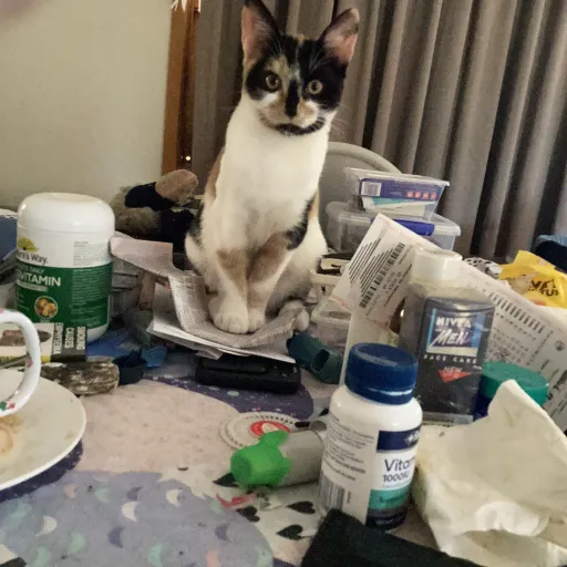 creator Semi-trailer's avatar