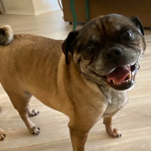 creator Demon-xx1203's avatar