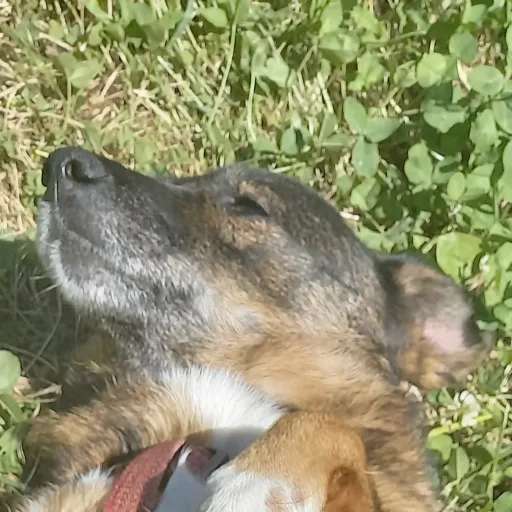 creator miladogfriend's avatar