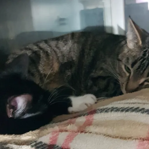 creator ilovemycats😻😻's avatar