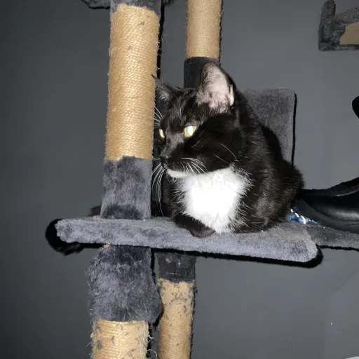 creator I’m just someone's avatar