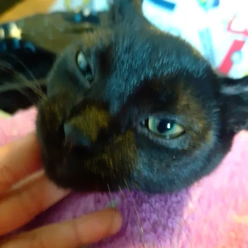 creator lunawhitpurritocat's avatar