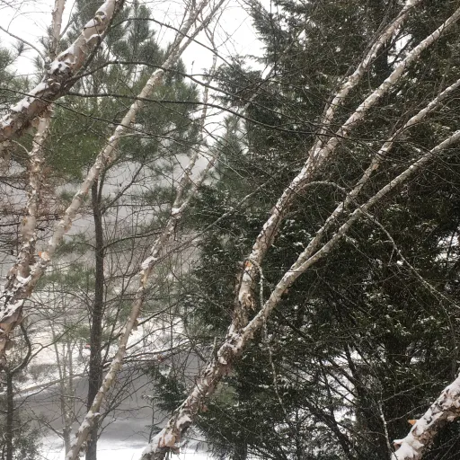 creator ❄️snowstar❄️'s avatar