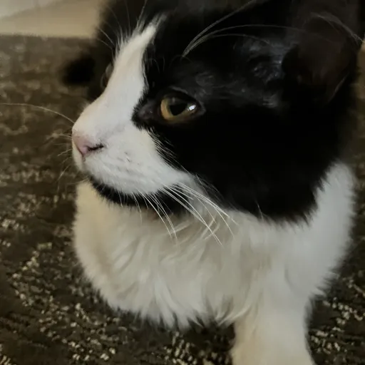 creator Yo kittyo's avatar