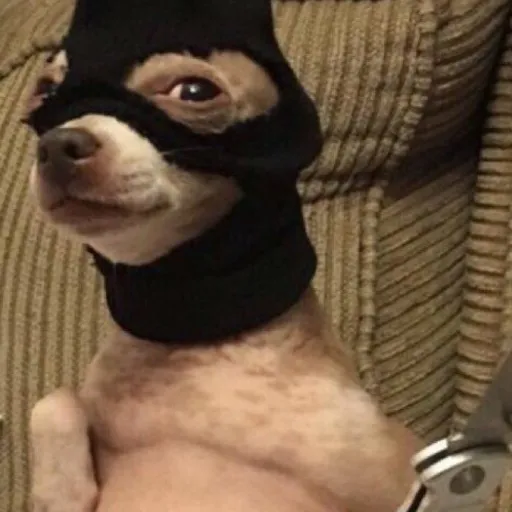 creator boyshoot's avatar