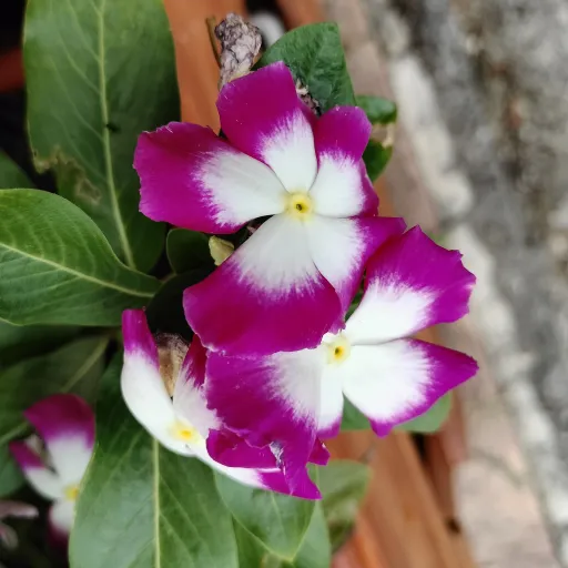 creator Shikky's avatar