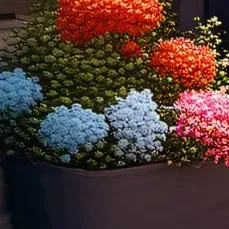 chat with ai character: DW SHIPS:)(REMAKE)