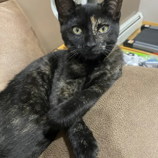 creator Blaze The Legend's avatar