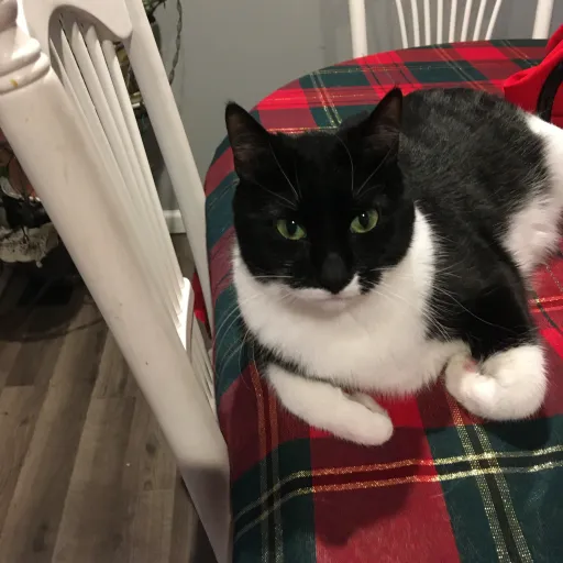 creator Lemon lover🍋's avatar