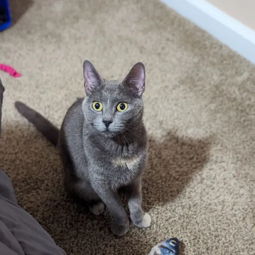 talkie's author avatar