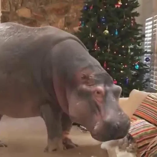 creator ChristmasHippo's avatar