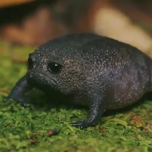 creator MasoSoup77's avatar