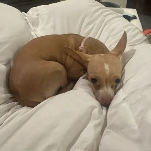 creator Bluefirey_vr's avatar