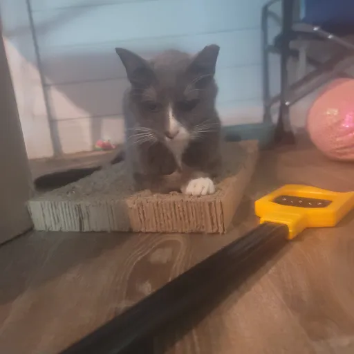 creator SkyLorAnd03's avatar