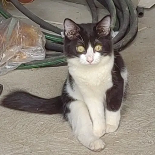 creator stella<3😍's avatar